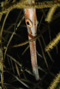 Trumpetfish  <i>Aulostomus maculatus</i>