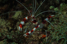 Banded Coral Shrimp  <i>Stenopus hispidus</i>