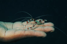 Banded Coral Shrimp  <i>Stenopus hispidus</i>
