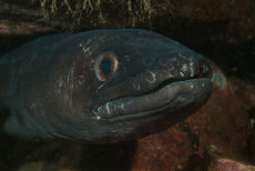 Conger Eel  <i>Conger conger</i>