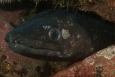 Conger Eel<i>Conger conger</i>