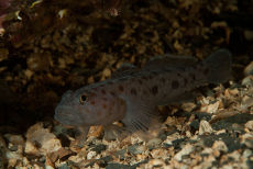 Leopard Spotted Goby  <i>Thorogobius ephippiatus</i>