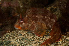 Tompot Blenny  <i>Blennius gattorugine</i>