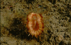 Devonshire Cup-coral  <i>Caryophyllia smithii</i>