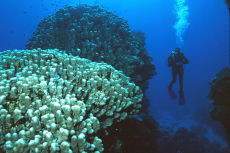Diver & Cone Coral, Southern Egyptian Red Sea