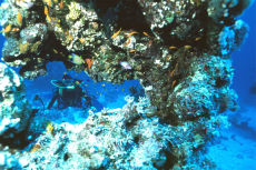 Diver at St John's Wood, Southern Egyptian Red Sea