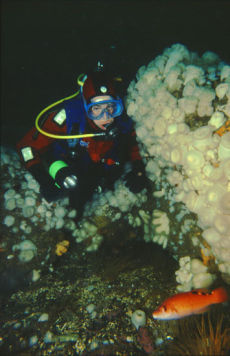 Diver and Cuckoo Wrasse  <i>Labrus mixtus</i>