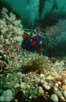 Diver at Fort Island, Isle of Man