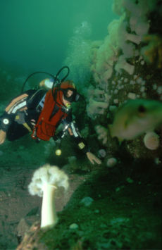 Diver at Garden Rock, Isle of Man