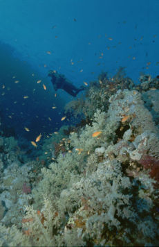 Diver on Shark Reef, Northern Egyptian Red Sea