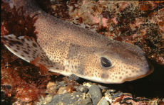 Lesser spotted Dogfish  <i>Scyliorhinus canicula</i>