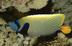 Emperor Angelfish  <i>Pomacanthus imperator</i>