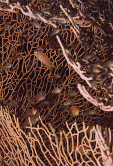 Jewel Fairy Basslet  <i>Pseudanthias squamipinnis</i>