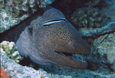 Giant Moray  <i>Gymnothorax javanicus</i>