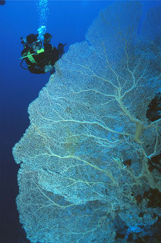 Gorgonian Fan, Southern Egyptian Red Sea