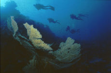 Gorgonian Sea Fan  <i>Subergorgia hicksoni</i>