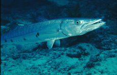 Great Barracuda  <i>Sphyraena barracuda</i>