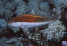 Forster's Hawkfish  <i>Paracirrhites forsteri</i>