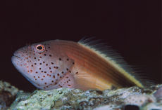 Forster's Hawkfish  <i>Paracirrhites forsteri</i>