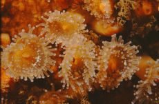 Jewel anemone  <i>Corynactis viridis</i>
