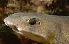 Lesser spotted Dogfish  <i>Scyliorhinus canicula</i>