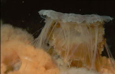 Lion's Main being eaten by Plumose anemone  <i>Cyanea lamarckii & Metridium senile</i>