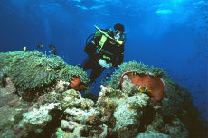 Magnificent Anemone  <i>Heteractis magnifica</i>