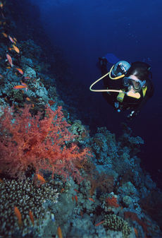 Diver on Thomas Reef, Northern Egyptian Red Sea