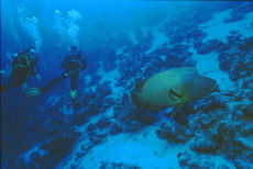 Napoleon Wrasse  <i>Cheilinus undulatus</i>