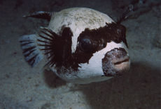 Masked Pufferfish  <i>Arothron diadematus</i>