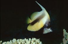 Red Sea Bannerfish  <i>Heniochus intermedius</i>