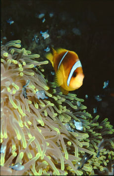 Red Sea Anemone Fish in Magnificent Anemone  <i>Amphiprion bicinctus & Heteractis magnifica</i>