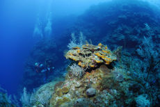 Reef Wall, Maria La Gorda, Cuba