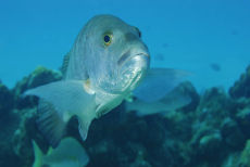 Grey Snapper  <i>Lutjanus griseus</i>