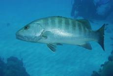 Grey Snapper  <i>Lutjanus griseus</i>