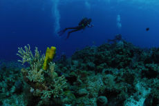 Sea Plume  <i>Pseudoterogorgia spp.</i>