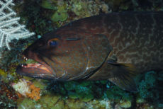 Tiger Grouper  <i>Mycteroperca tigris</i>