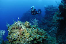 Top of the reef wall,  Maria La Gorda, Cuba