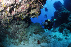 Top of the reef wall, Maria La Gorda, Cuba