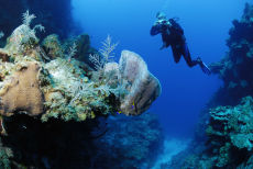 Azure Vase Sponge  <i>Callyspongia plicifera</i>