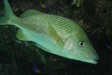 French Grunt  <i>Haemulon flovolineatum</i>