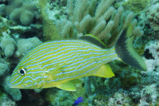 Bluestriped Grunt  <i>Haemulon sciurus</i>