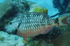 Juvenile Stoplight Parrotfish  <i>Sparisoma viride</i>