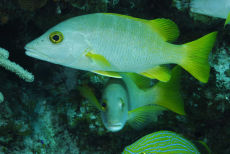 Dog Snapper  <i>Lutjanus jocu</i>