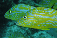 Bluestriped Grunt  <i>Haemulon sciurus</i>