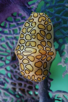 Flamingo Tongue  <i>Cyphoma signatum</i>