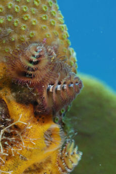 Christmas Tree Worm  <i>Spirobranchus giganteus</i>