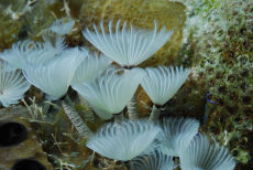 Social Feather Duster  <i>Bispira brunnea</i>