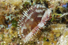 Split-crown Feather Duster  <i>Anamobaea orstedi</i>