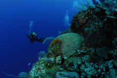 Reef Wall,  Maria La Gorda